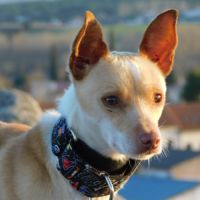 Tool, adorable petit podenco 8 kg, (ok chat) #0