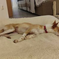 Tool, adorable petit podenco 8 kg, (ok chat) #4