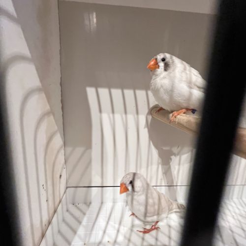 Diamants mandarins #2