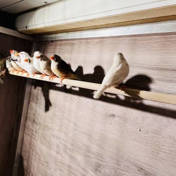 Diamants mandarins #3