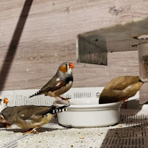 Diamants mandarins #5