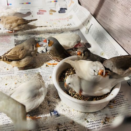 Diamants mandarins #6