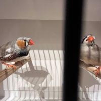 Diamants mandarins #1