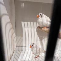 Diamants mandarins #2