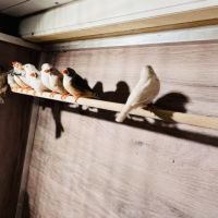 Diamants mandarins #3