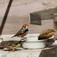 Diamants mandarins #5