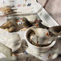 Diamants mandarins #6