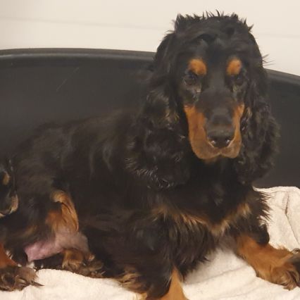 1 magnifique chiot type cocker anglais non lof #1