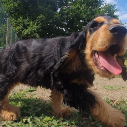 1 magnifique chiot type cocker anglais non lof #0