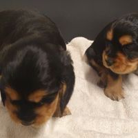 1 magnifique chiot type cocker anglais non lof #2