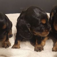 1 magnifique chiot type cocker anglais non lof #3