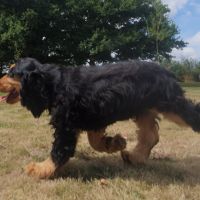 1 magnifique chiot type cocker anglais non lof #4