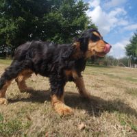 1 magnifique chiot type cocker anglais non lof #6