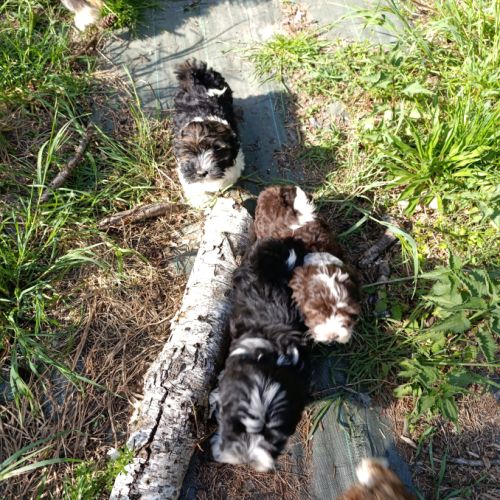 Adorables bébés bichons havanais lof #2