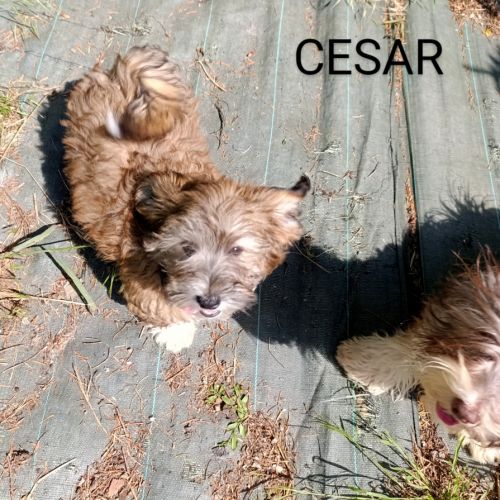 Adorables bébés bichons havanais lof #4