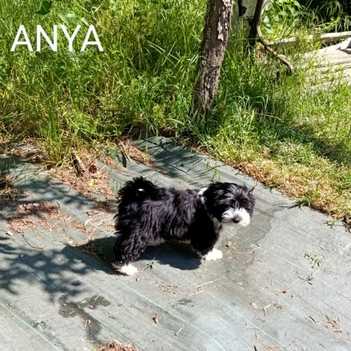 Adorables bébés bichons havanais lof #6