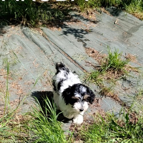 Adorables bébés bichons havanais lof #7