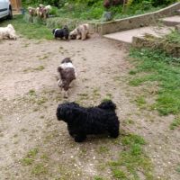 Adorables bébés bichons havanais lof