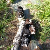 Adorables bébés bichons havanais lof #2