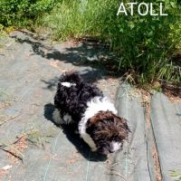 Adorables bébés bichons havanais lof #3