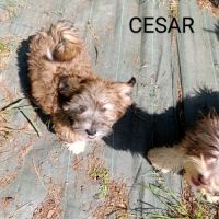 Adorables bébés bichons havanais lof #4