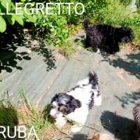 Adorables bébés bichons havanais lof #5