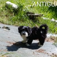 Adorables bébés bichons havanais lof #8