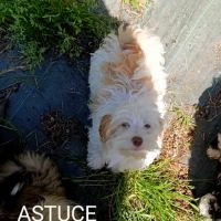 Adorables bébés bichons havanais lof #9