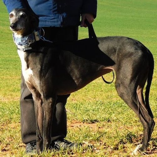 Adorable femelle lévrier espagnol à l'adoption #1