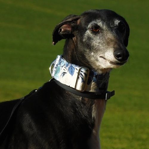 Adorable femelle lévrier espagnol à l'adoption #2