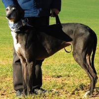 Adorable femelle lévrier espagnol à l'adoption #1