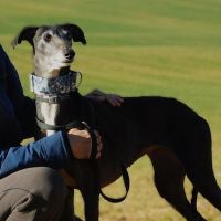 Adorable femelle lévrier espagnol à l'adoption #4