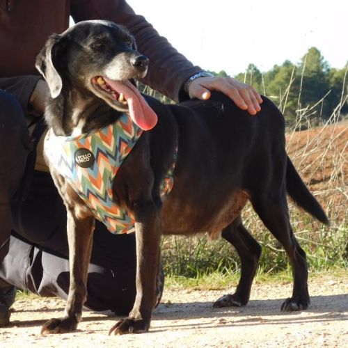 (sos) bimon, adorable petit chien senior #1