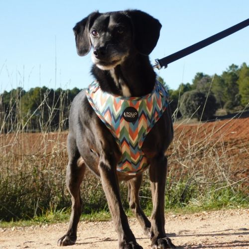 (sos) bimon, adorable petit chien senior #2