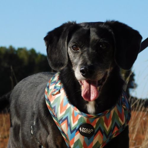 (sos) bimon, adorable petit chien senior