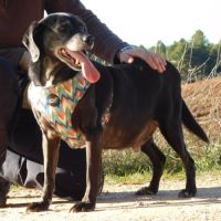 (sos) bimon, adorable petit chien senior #1