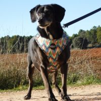 (sos) bimon, adorable petit chien senior #2