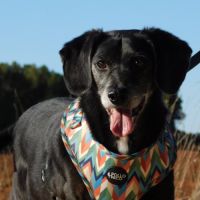 (sos) bimon, adorable petit chien senior #0