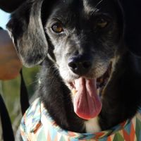 (sos) bimon, adorable petit chien senior #4