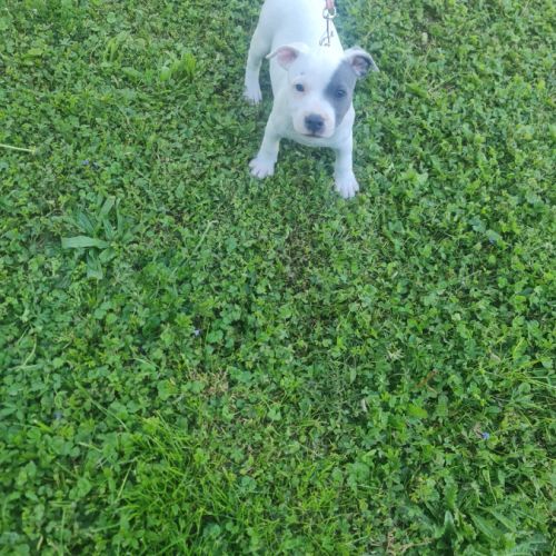 Chiot staffordshire bull terrier bleu t blanc lof #1