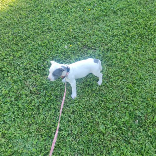 Chiot staffordshire bull terrier bleu t blanc lof #2