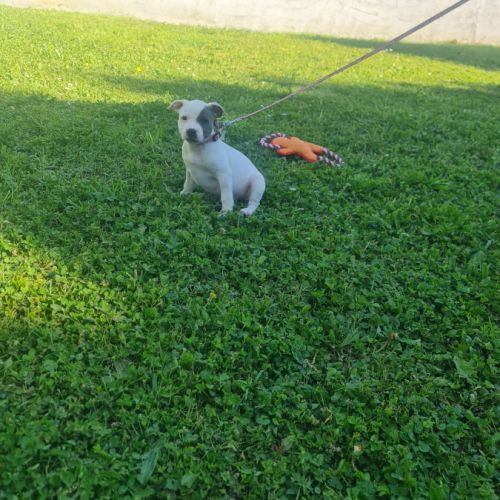 Chiot staffordshire bull terrier bleu t blanc lof #0