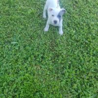 Chiot staffordshire bull terrier bleu t blanc lof #1