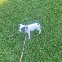 Chiot staffordshire bull terrier bleu t blanc lof #2