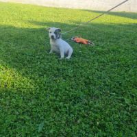 Chiot staffordshire bull terrier bleu t blanc lof