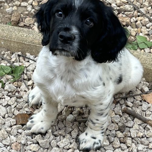 Chiots springer anglais lof #2