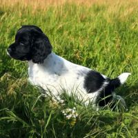 Chiots springer anglais lof
