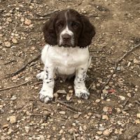 Chiots springer anglais lof #3