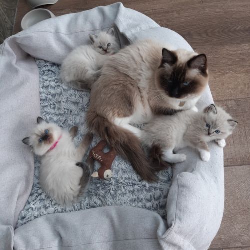 2 chatons femelles ragdoll loof lignée champion #3