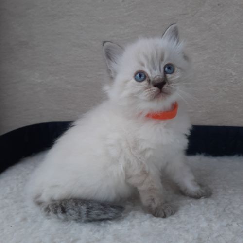 2 chatons femelles ragdoll loof lignée champion #4